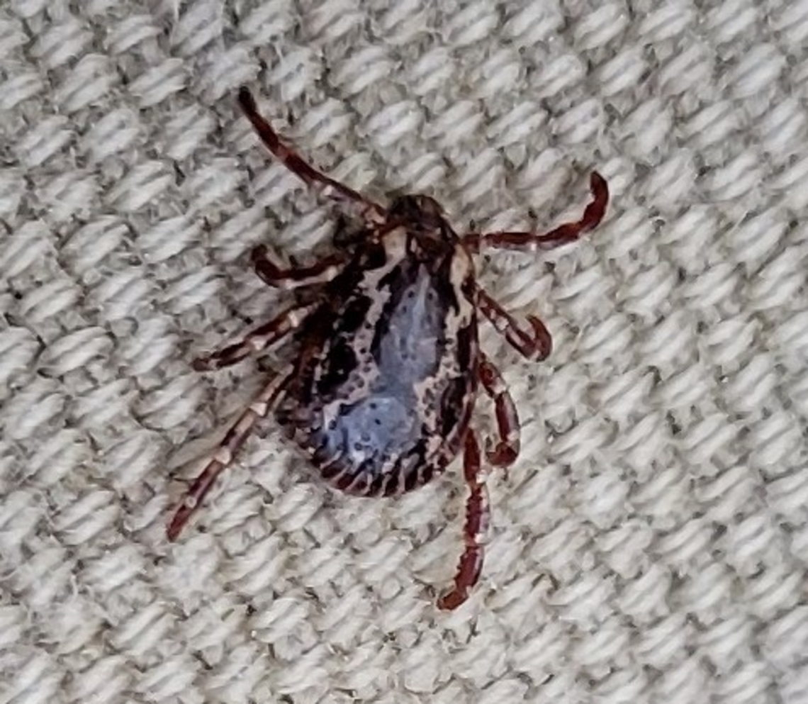 American Dog Tick This is a picture of an American Dog Tick on the South Tract of the Patuxent Research Refuge near Laurel, Maryland. American dog tick,Dermacentor variabilis,Geotagged,Spring,United States