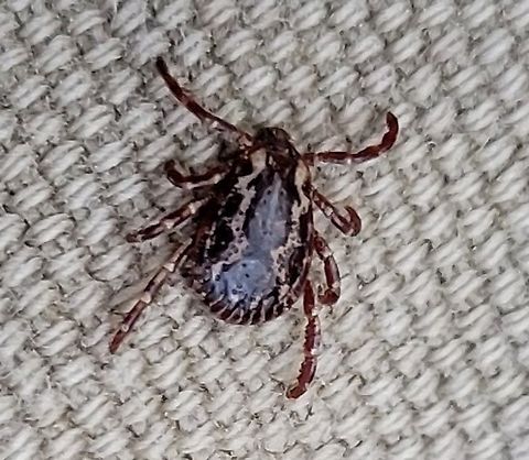 American Dog Tick This is a picture of an American Dog Tick on the South Tract of the Patuxent Research Refuge near Laurel, Maryland. American dog tick,Dermacentor variabilis,Geotagged,Spring,United States