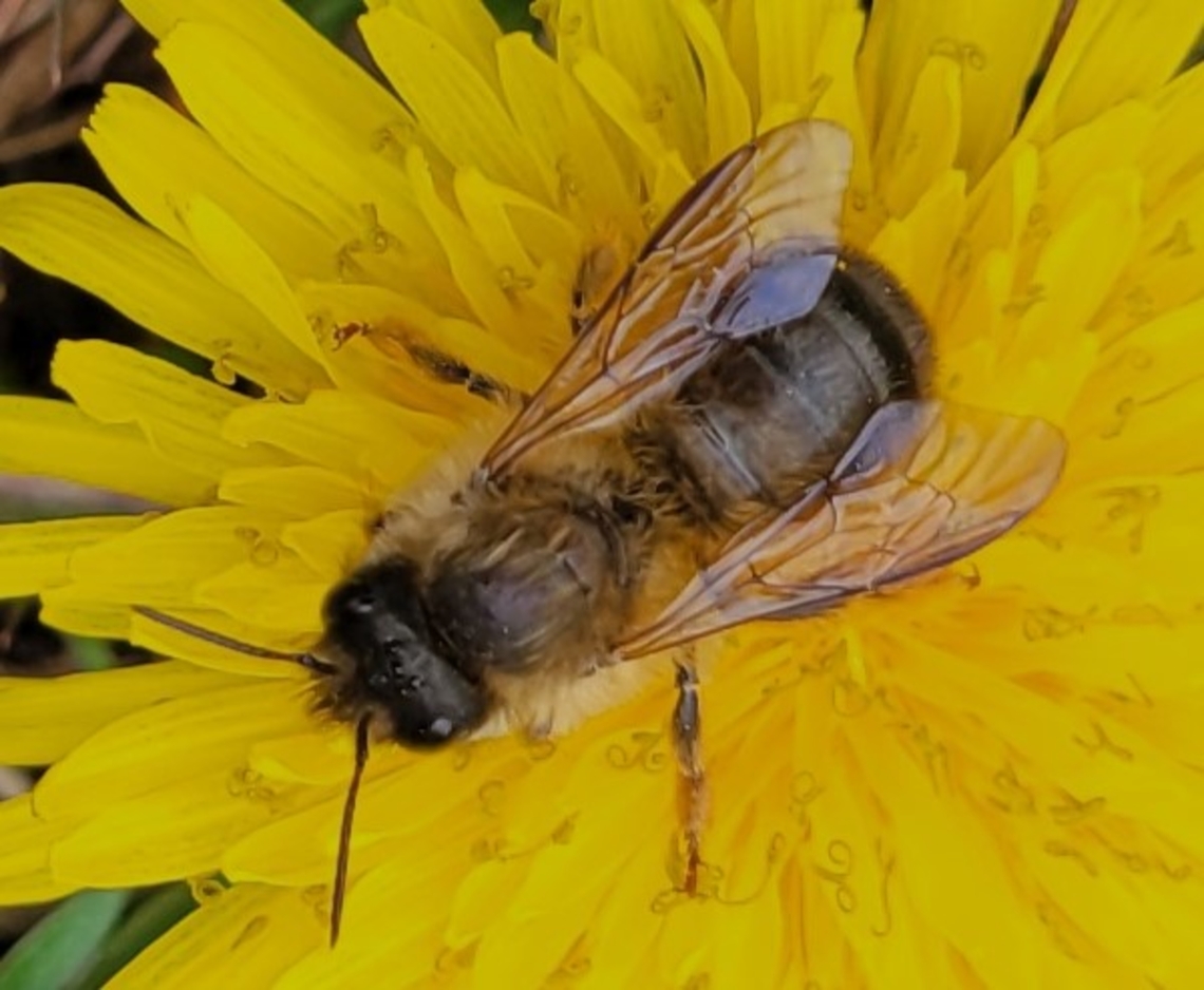 Osmia taurus This is a picture of a Osmia taurus on the North Tract of the Patuxent Research Refuge near Fort Meade, Maryland. Geotagged,Osmia taurus,Spring,United States