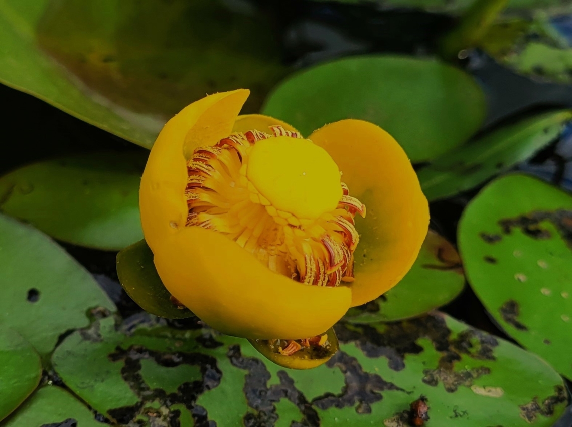 Spatterdock At Cash Lake This is a picture of a spatterdock at Cash Lake on the South Tract of the Patuxent Research Refuge near Laurel, Maryland. Geotagged,Nuphar advena,Spatterdock,Spring,United States