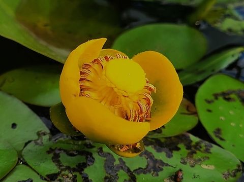 Spatterdock At Cash Lake This is a picture of a spatterdock at Cash Lake on the South Tract of the Patuxent Research Refuge near Laurel, Maryland. Geotagged,Nuphar advena,Spatterdock,Spring,United States