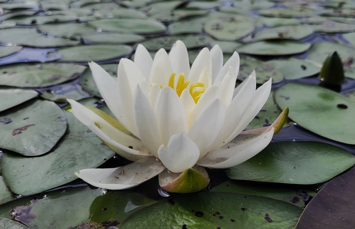 Fragrant Water Lily This is a picture of a water lily on the South Tract of the Patuxent Research Refuge near Laurel, Maryland. American White Waterlily,Geotagged,Nymphaea odorata,Spring,United States