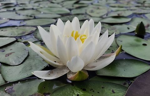 Fragrant Water Lily This is a picture of a water lily on the South Tract of the Patuxent Research Refuge near Laurel, Maryland. American White Waterlily,Geotagged,Nymphaea odorata,Spring,United States