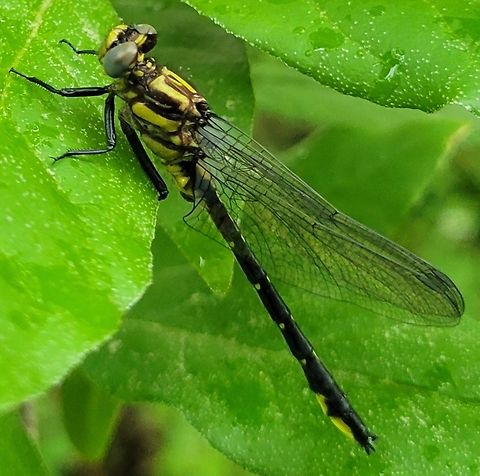 Rapids Clubtail This is a picture of a rapids clubtail at the Mckeldin Area of Patapsco Valley State Park in Carroll County, Maryland. Geotagged,Phanogomphus quadricolor,Spring,United States
