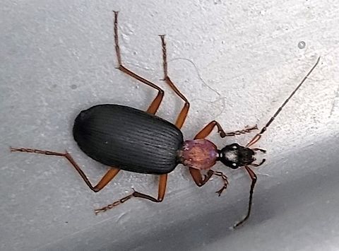 Galerita bicolor This is a picture of a Galerita bicolor at the Mckeldin Area of Patapsco Valley State Park in Carroll County, Maryland. Galerita bicolor,Geotagged,Spring,United States