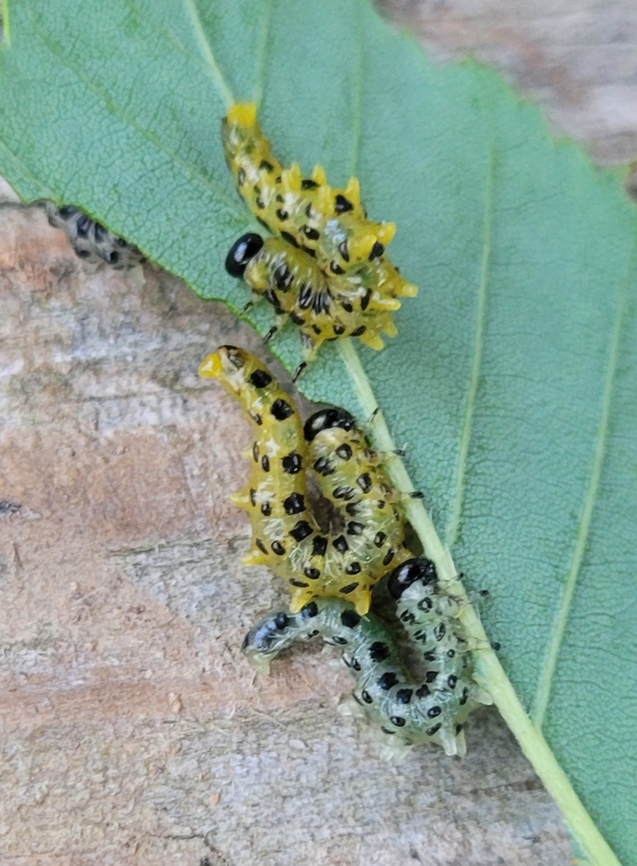 Nematus latitarsus This is a picture of Nematus latitarsus at the Mckeldin Area of Patapsco Valley State Park in Carroll County, Maryland. Dusky Birch Sawfly,Geotagged,Nematus latitarsus,Spring,United States