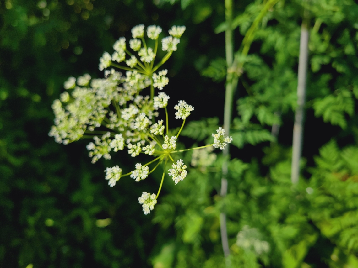 Poison Hemlock This is a picture of Poison Hemlock at the Pickering Creek Audubon Center near Easton, Maryland. Conium maculatum,Geotagged,Poison Hemlock,Spring,United States