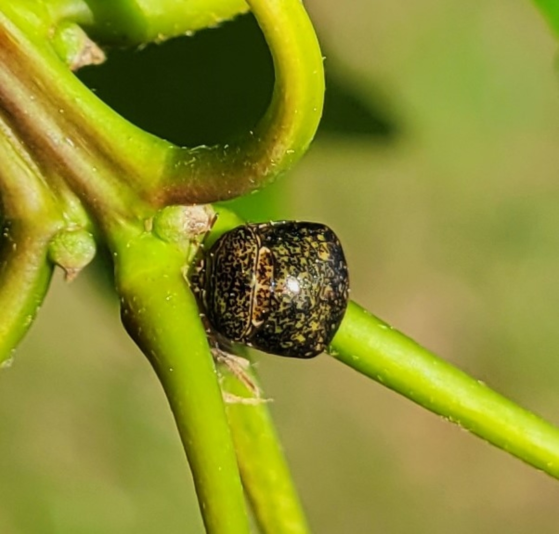 Megacopta cribraria This is a picture of a Megacopta cribraria on the South Tract of the Patuxent Research Refuge near Laurel, Maryland. Geotagged,Kudzu Bug,Megacopta cribraria,Spring,United States