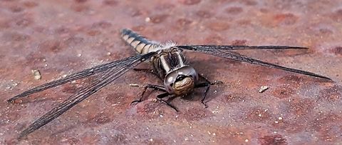 Blue Corporal This is a picture of a blue corporal on the South Tract of the Patuxent Research Refuge near Laurel, Maryland. Blue corporal,Geotagged,Ladona deplanata,Spring,United States