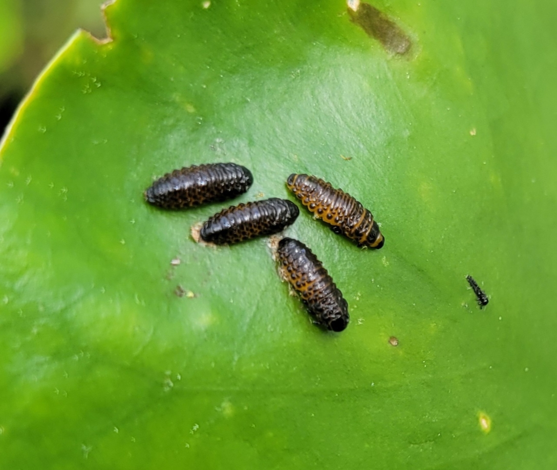 Galerucella nymphaeae This is a picture of some Galerucella nymphaeae larvae on the South Tract of the Patuxent Research Refuge near Laurel, Maryland. Galerucella nymphaeae,Geotagged,Spring,United States,Water-lily beetle