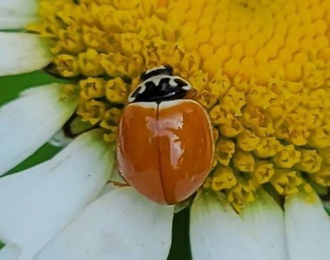 Polished Lady Beetle This is a picture of a polished lady beetle on the North Tract of the Patuxent Research Refuge near Fort Meade, Maryland. Cycloneda munda,Geotagged,Polished Lady Beetle,Spring,United States