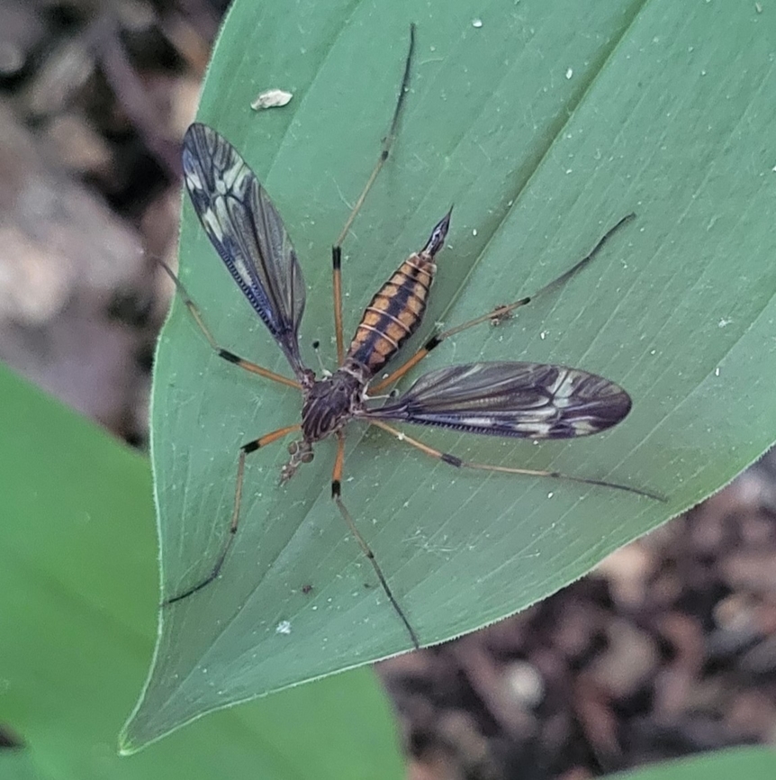 Tipula fuliginosa This is a picture of a Tipula fuliginosa at Watkins Regional Park in Prince George&#039;s County, Maryland Geotagged,Sooty Cranefly,Spring,Tipula fuliginosa,United States