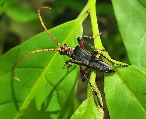 Stenocorus cylindricollis This is a picture of a Stenocorus cylindricollis at the Hilton Area of Patapsco Valley State Park in Catonsville, Maryland. Geotagged,Spring,Stenocorus cylindricollis,United States