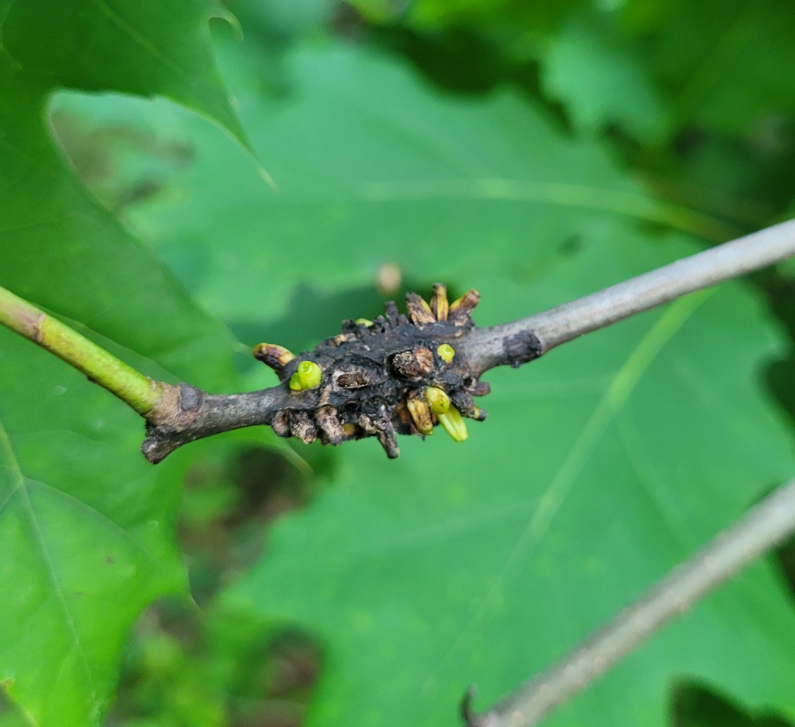 Callirhytis quercusgemmaria This is a picture of a Callirhytis quercusgemmaria on an oak at Quiet Waters Park near Annapolis, Maryland. Callirhytis quercusgemmaria,Geotagged,Spring,United States