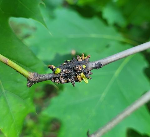 Callirhytis quercusgemmaria This is a picture of a Callirhytis quercusgemmaria on an oak at Quiet Waters Park near Annapolis, Maryland. Callirhytis quercusgemmaria,Geotagged,Spring,United States