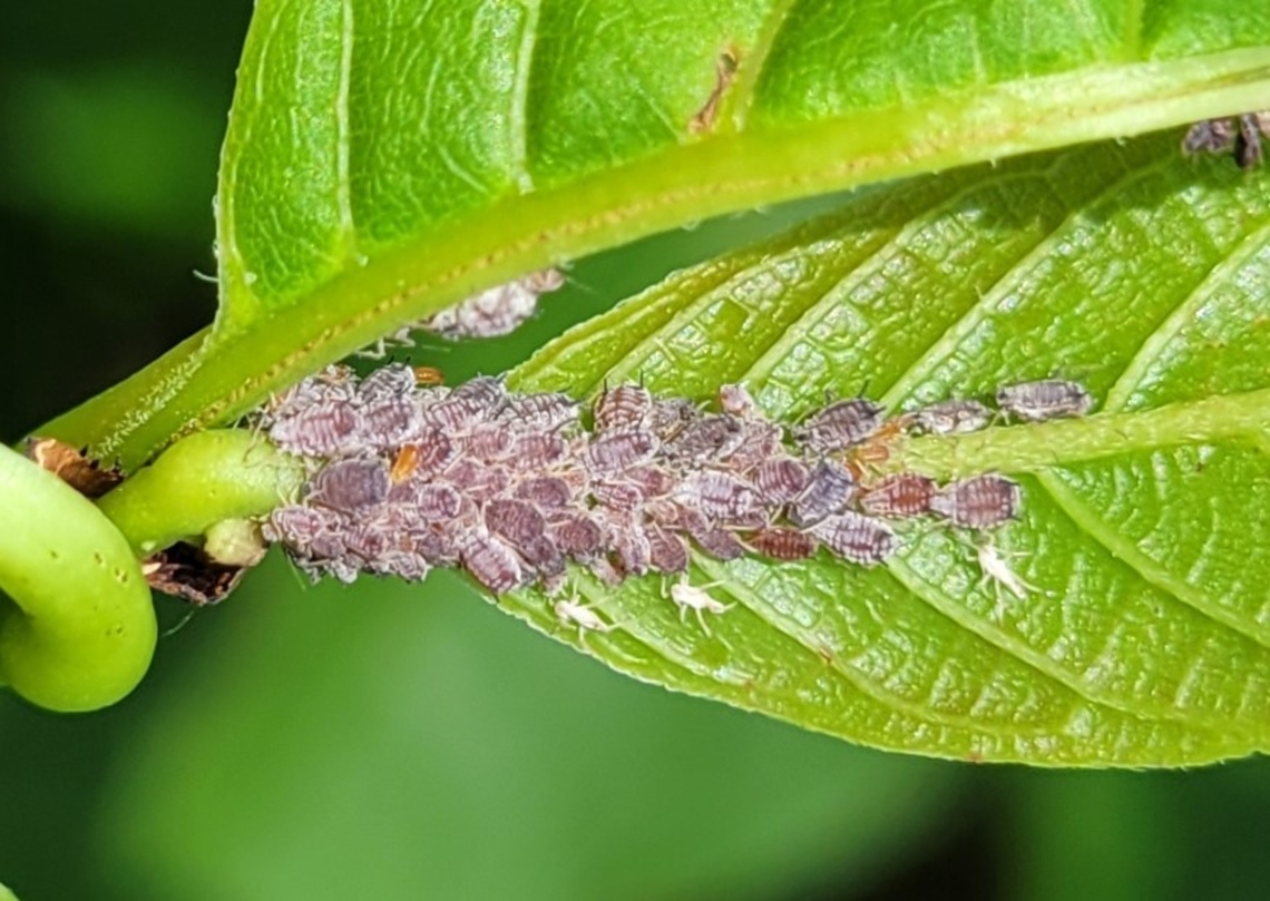 Aphis cephalanthi This is a picture of Aphis cephalanthi on a buttonbush leaf at Rock Creek Regional Park near Rockville, Maryland. Aphis cephalanthi,Geotagged,Summer,United States