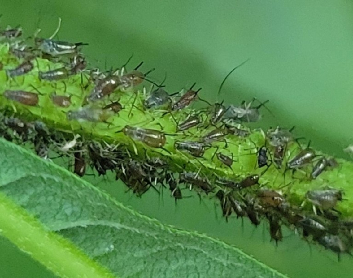 Uroleucon rurale This is a picture of Uroleucon rurale on a Wingstem at Rock Creek Regional Park near Rockville, Maryland. Geotagged,Northern wingstem aphid,Summer,United States,Uroleucon rurale