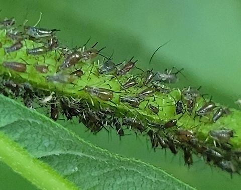 Uroleucon rurale This is a picture of Uroleucon rurale on a Wingstem at Rock Creek Regional Park near Rockville, Maryland. Geotagged,Northern wingstem aphid,Summer,United States,Uroleucon rurale
