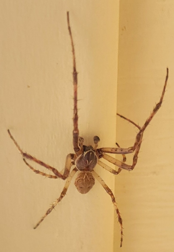 Larinioides cornutus This is a picture of a Larinioides cornutus at Sandy Point State Park near Annapolis, Maryland. Fall,Furrow Orb Spider,Geotagged,Larinioides cornutus,United States