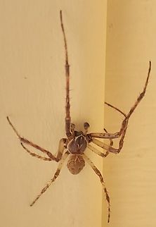 Larinioides cornutus This is a picture of a Larinioides cornutus at Sandy Point State Park near Annapolis, Maryland. Fall,Furrow Orb Spider,Geotagged,Larinioides cornutus,United States