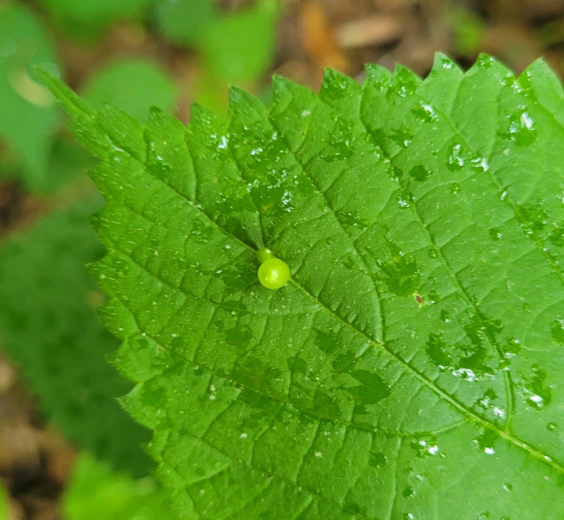Dasineura investita This is a picture of Dasineura investita at Watkins Regional Park in Prince George&#039;s County, Maryland. Dasineura investita,Geotagged,Spring,United States