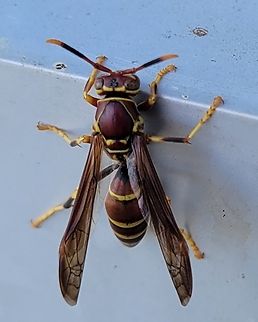 Guinea Paper Wasp This is a picture of a Polistes exclamans at the Blackwater National Wildlife Refuge near Cambridge, Maryland. Fall,Geotagged,Guinea Paper Wasp,Polistes exclamans,United States