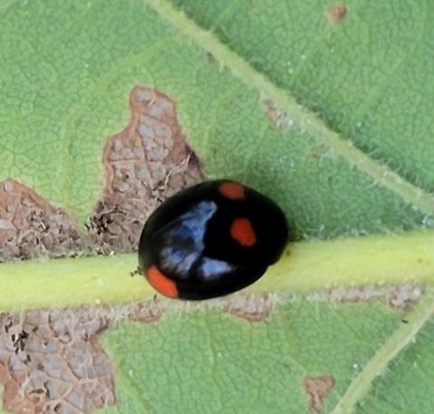Brachiacantha quadripunctata