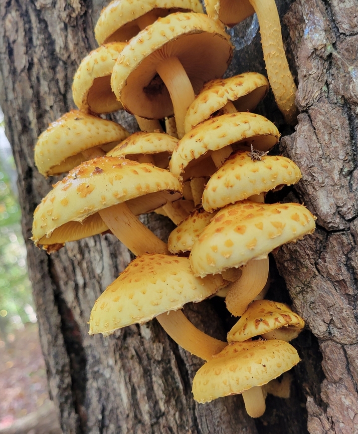 Pholiota aurivella This is a picture of Pholiota aurivella on the South Tract of the Patuxent Research Refuge near Laurel, Maryland.<br />
 Fall,Geotagged,Golden Scalycap,Pholiota aurivella,United States