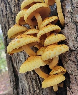 Pholiota aurivella This is a picture of Pholiota aurivella on the South Tract of the Patuxent Research Refuge near Laurel, Maryland.
 Fall,Geotagged,Golden Scalycap,Pholiota aurivella,United States