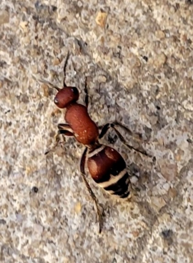 Timulla dubitata This is a picture of a Timulla dubitata at Martinak State Park in Caroline County, Maryland.<br />
  Fall,Geotagged,Timulla dubitata,United States