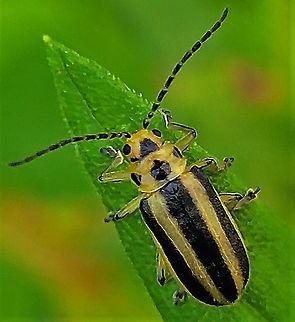 Goldenrod Leaf Beetle This is a picture of a Trirhabda canadensis at Kinder Farm Park in Millersville, Maryland. Geotagged,Goldenrod Leaf Beetle,Summer,Trirhabda canadensis,United States