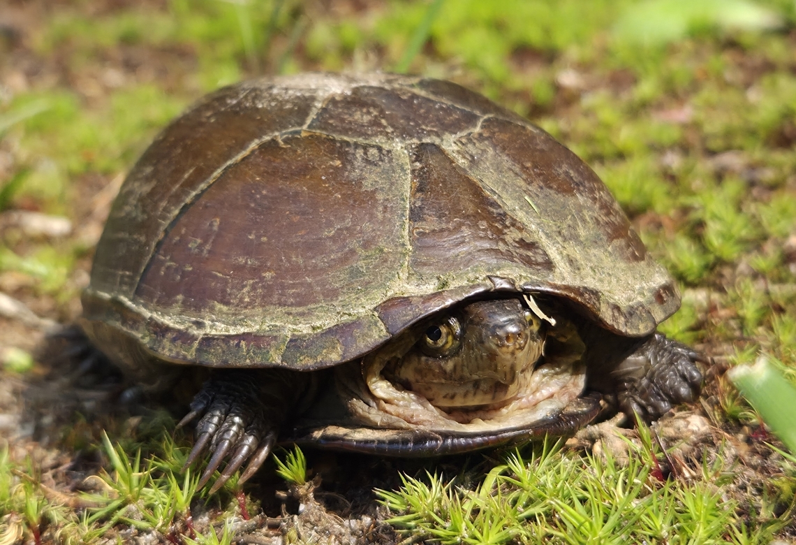 Kinosternon subrubrum This is a picture of a  Kinosternon subrubrum at Ward Farm Park in Dunkirk, Maryland. Eastern mud turtle,Geotagged,Kinosternon subrubrum,Spring,United States