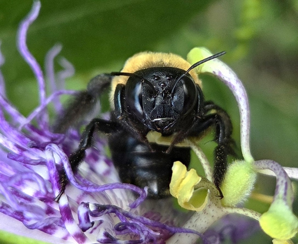 Eastern Carpenter Bee This is a picture of an Eastern Carpenter Bee at Fort Armistead Park in Baltimore, Maryland. Eastern Carpenter Bee,Geotagged,Summer,United States,Xylocopa virginica