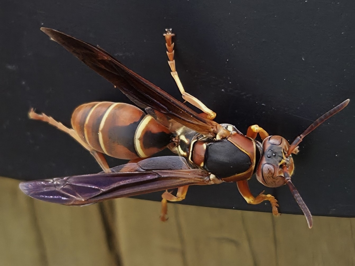 Polistes metricus This is a picture of a Polistes metricus in Chestertown, Maryland. Geotagged,Metricus paper wasp,Polistes metricus,Spring,United States