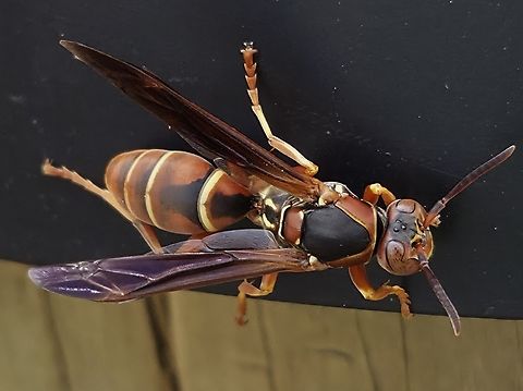 Polistes metricus This is a picture of a Polistes metricus in Chestertown, Maryland. Geotagged,Metricus paper wasp,Polistes metricus,Spring,United States