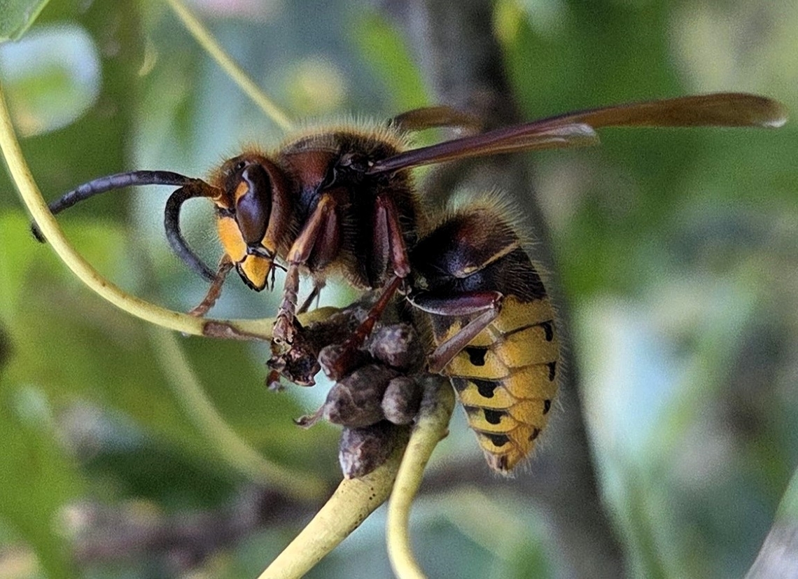 Vespa crabro This is a picture of a Vespa crabro on the South Tract of the Patuxent Research Refuge near Laurel, Maryland. European hornet,Fall,Geotagged,United States,Vespa crabro
