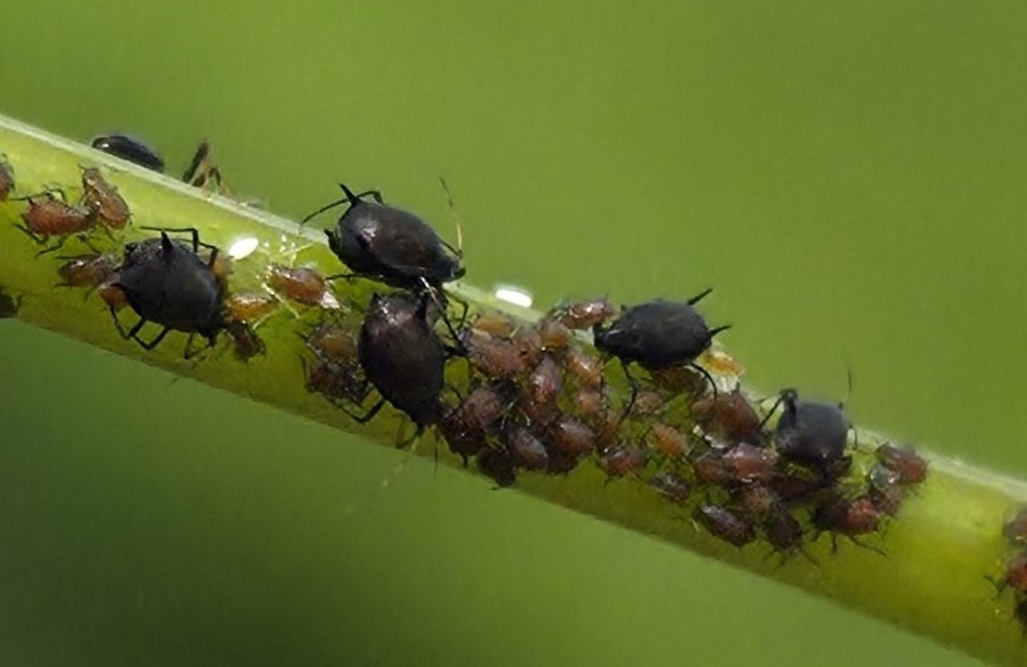 Aphis illinoisensis This is a picture of Aphis illinoisensis on the South Tract of the Patuxent Research Refuge near Laurel, Maryland. Aphis illinoisensis,Geotagged,Grapevine Aphid,Spring,United States
