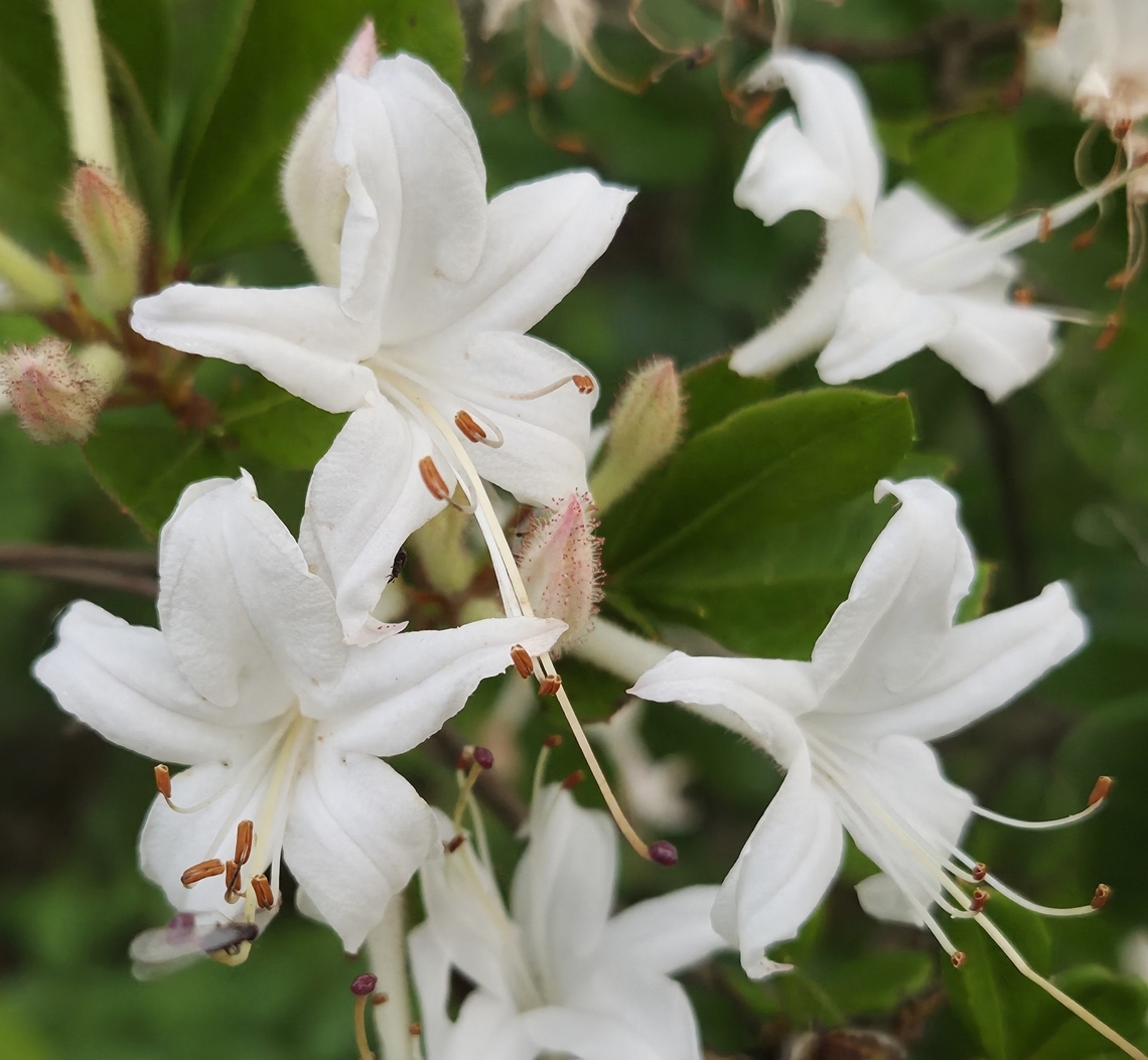 Rhododendron viscosum This is a picture of Rhododendron viscosum on the South Tract of the Patuxent Research Refuge near Laurel, Maryland. Geotagged,Rhododendron viscosum,Spring,Swamp Azalea,United States