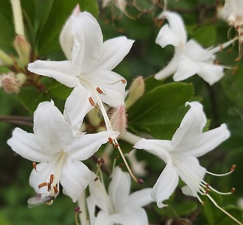 Rhododendron viscosum This is a picture of Rhododendron viscosum on the South Tract of the Patuxent Research Refuge near Laurel, Maryland. Geotagged,Rhododendron viscosum,Spring,Swamp Azalea,United States
