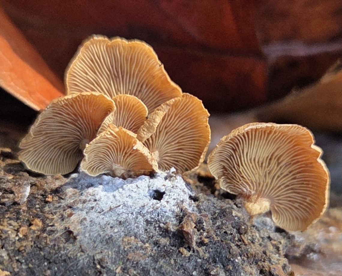 Panellus stipticus This is a picture of Panellus stipticus at the Pickering Creek Audubon Center near Easton, Maryland. Bitter oyster,Fall,Geotagged,Panellus stipticus,United States