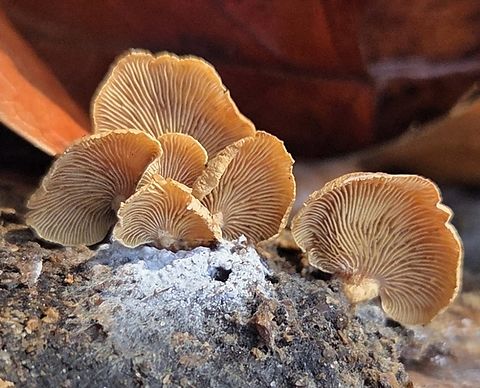 Panellus stipticus This is a picture of Panellus stipticus at the Pickering Creek Audubon Center near Easton, Maryland. Bitter oyster,Fall,Geotagged,Panellus stipticus,United States