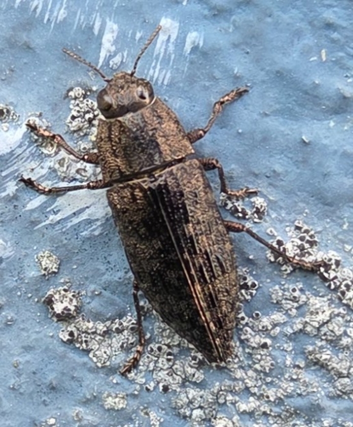 Dicerca obscura This is a picture of a Dicerca obscura at the Pickering Creek Audubon Center near Easton, Maryland. Dicerca obscura,Fall,Geotagged,United States