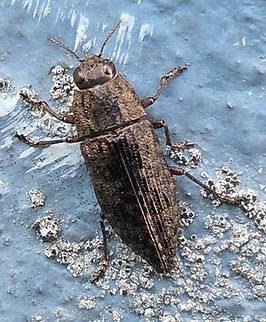 Dicerca obscura This is a picture of a Dicerca obscura at the Pickering Creek Audubon Center near Easton, Maryland. Dicerca obscura,Fall,Geotagged,United States