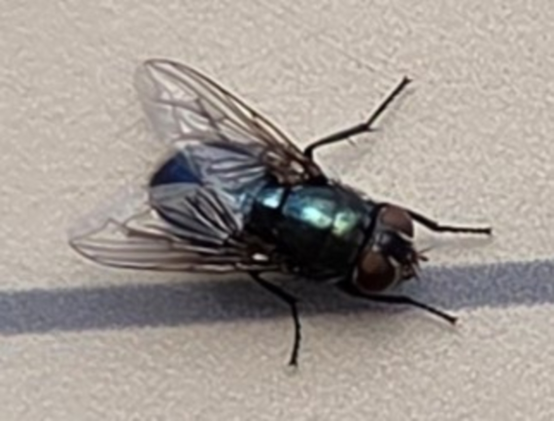 Phormia regina This is a picture of a Phormia regina at the Pickering Creek Audubon Center near Easton, Maryland. Fall,Geotagged,Phormia regina,United States
