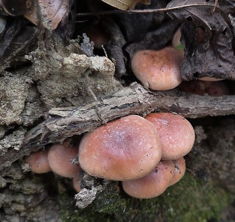 Brick Cap Mushroom This is a picture of Brick Cap Mushrooms at Greenbelt Park in Greenbelt, Maryland. Brick cap,Fall,Geotagged,Hypholoma lateritium,United States