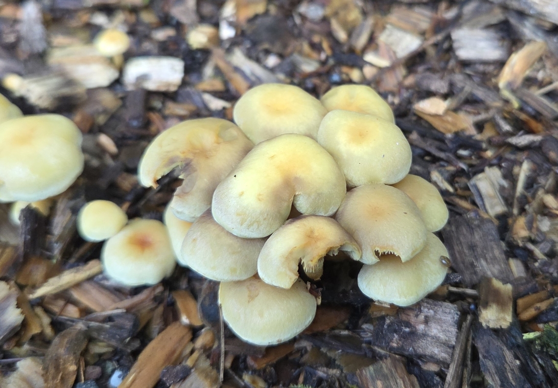 Sulphur Tuft This is a picture of Sulphur Tuft mushrooms at Watkins Regional Park in Prince George's County, Maryland. Geotagged,Hypholoma fasciculare,Sulphur tuft,Summer,United States
