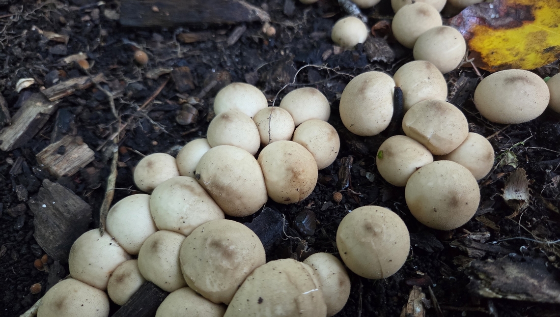 Apioperdon pyriforme This is a picture of Apioperdon pyriforme at Watkins Regional Park in Prince George's County, Maryland. Apioperdon pyriforme,Geotagged,Pear-shaped Puffball,Summer,United States