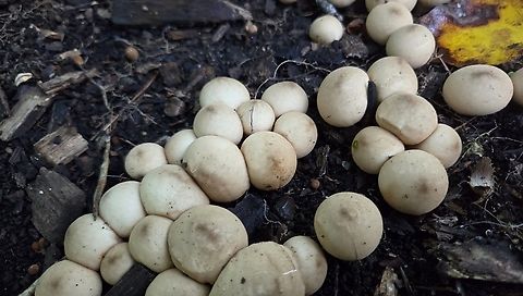 Apioperdon pyriforme This is a picture of Apioperdon pyriforme at Watkins Regional Park in Prince George's County, Maryland. Apioperdon pyriforme,Geotagged,Pear-shaped Puffball,Summer,United States