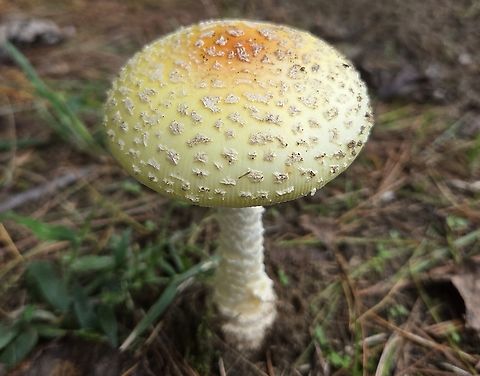 Amanita This is a picture of an Amanita Mushroom at Hutchins Pond in Owings, Maryland. Amanita muscaria var. guessowii,American Eastern Yellow Fly Agaric,Fall,Geotagged,United States