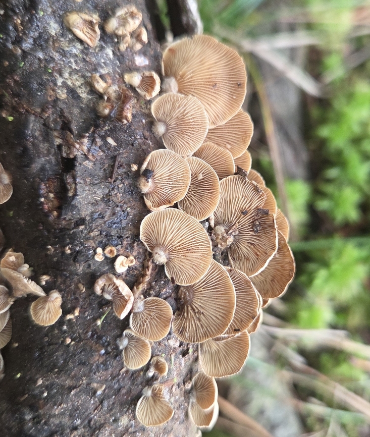 Bitter Oyster This is a picture of Bitter Oyster Mushrooms at Hutchins Pond in Owings, Maryland. Bitter oyster,Fall,Geotagged,Panellus stipticus,United States